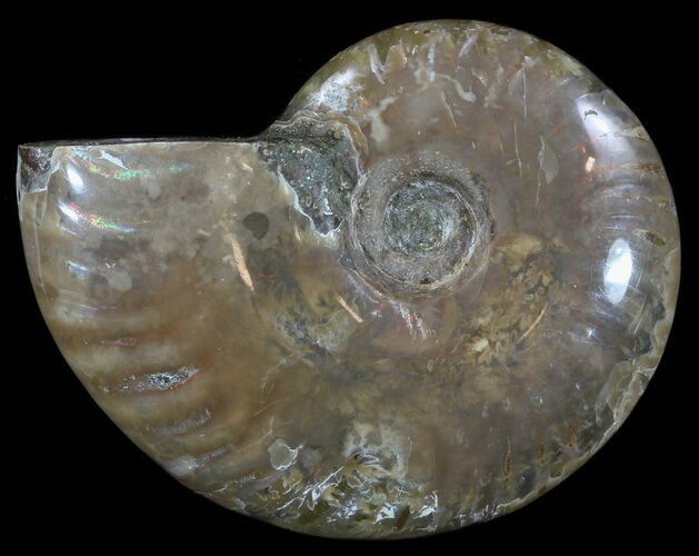 Flashy Red Iridescent Ammonite - Wide #52335
